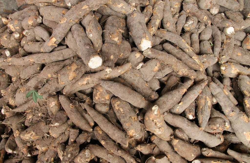 Togo : La filière manioc en ordre de bataille pour conquérir le marché burkinabè